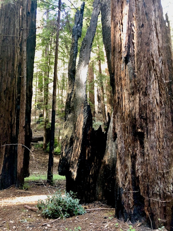 Tall redwood trees with some short burnt out trunks at Armstrong Redwoods State Reserve