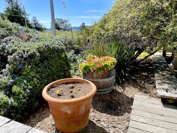 A garden with potted plants sitting on a wood deck at Café Reyes Pizza