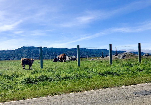 A pasture with cows, mountains, sky and road on the way back from Café Reyes Pizza
