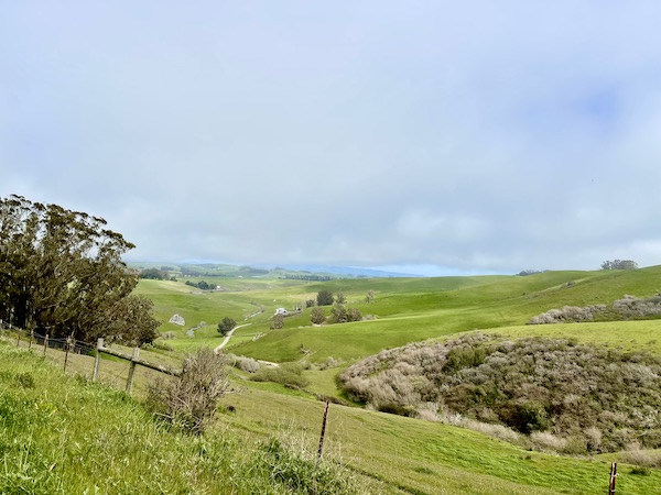 Rolling hills of green lawn and trees on our way back from Café Reyes Pizza