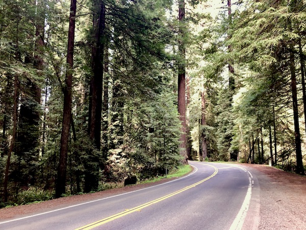A paved road through the forest on the California Northern Coast Part I