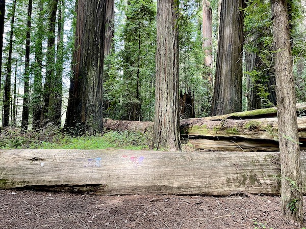A forest with fallen trees that have colorful graffiti on the California Northern Coast Part I 