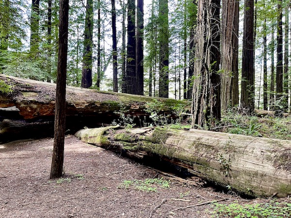 A pair of downed trees among lots of standing redwoods on our tour of the California Northern Coast Part I