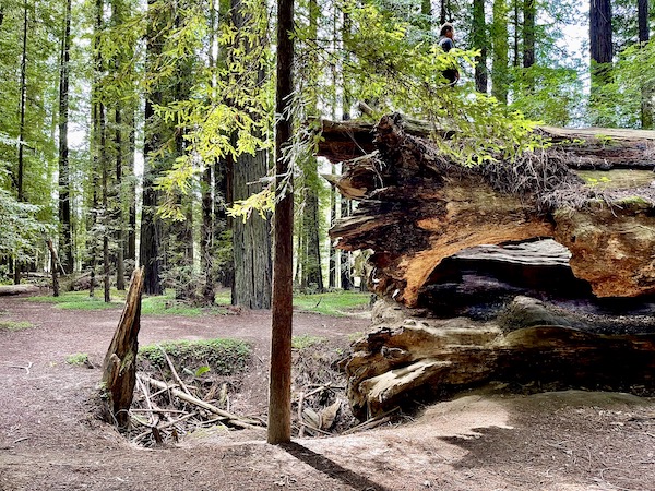 The root end of a redwood tree and the shallow hole it left behind
