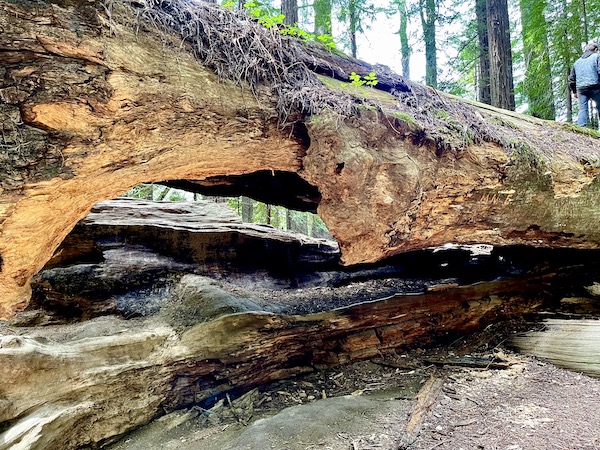 The root end of a downed redwood with a view of the forest through the openings on our tour of the California Northern Coast Part I