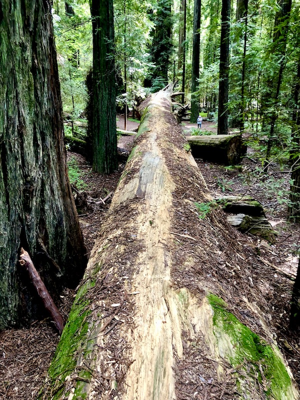 A downed redwood tree in a forest with a woman looking forward at the far right end on our tour of the California Northern Coast Part I 