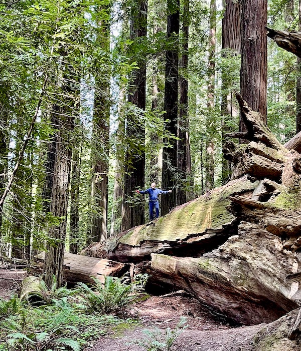 A forest with a man in blue sweatsuit atop an uprooted redwood tree on our tour of the California Northern Coast Part I