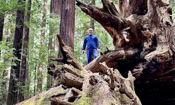 A man in blue standing at the root end of a fallen redwood tree on our tour of the California Northern Coast Part I