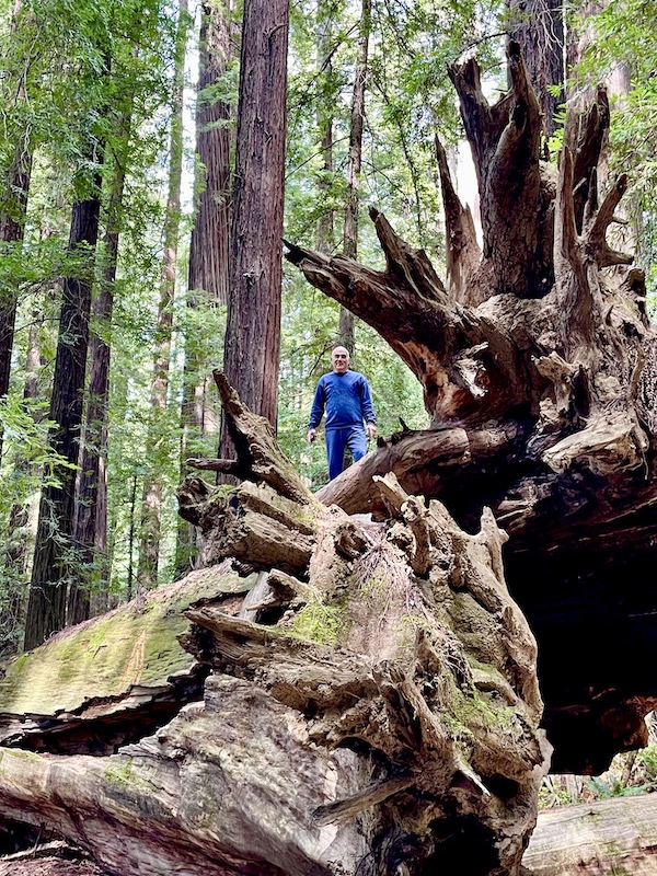 A man in blue standing at the root end of a fallen redwood tree on our tour of the California Northern Coast Part I