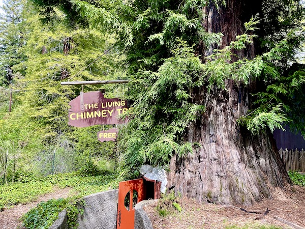 An bright orange door is entry to a hollow redwood tree on the California Northern Coast Part I 