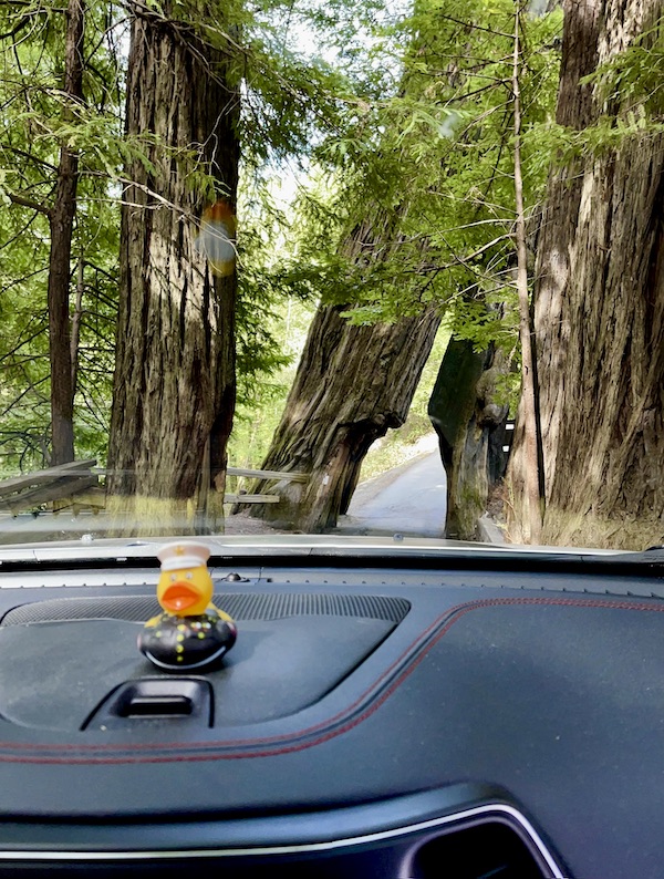 A view through the Jeep windshield of the tunnel tree on our tour of the California Northern Coast Part I