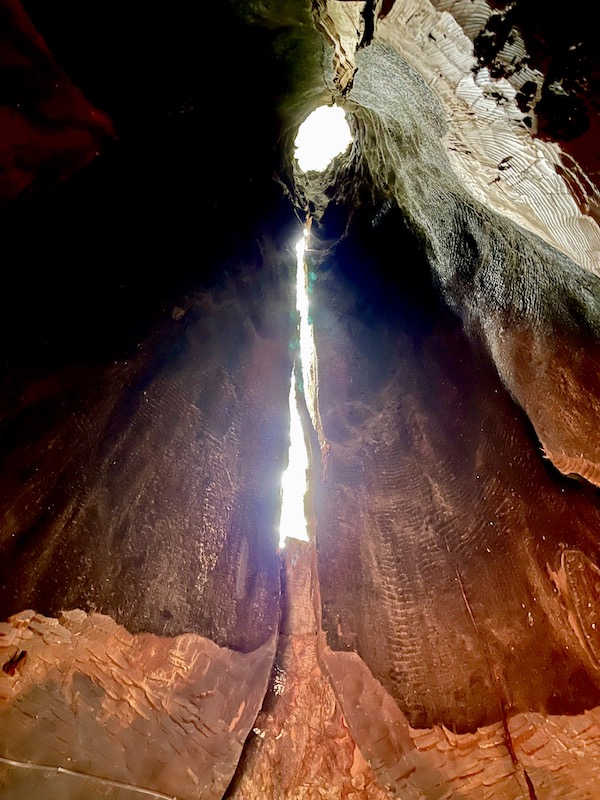 Inside a hollow redwood tree with sun streaming in on the California Northern Coast Part I 