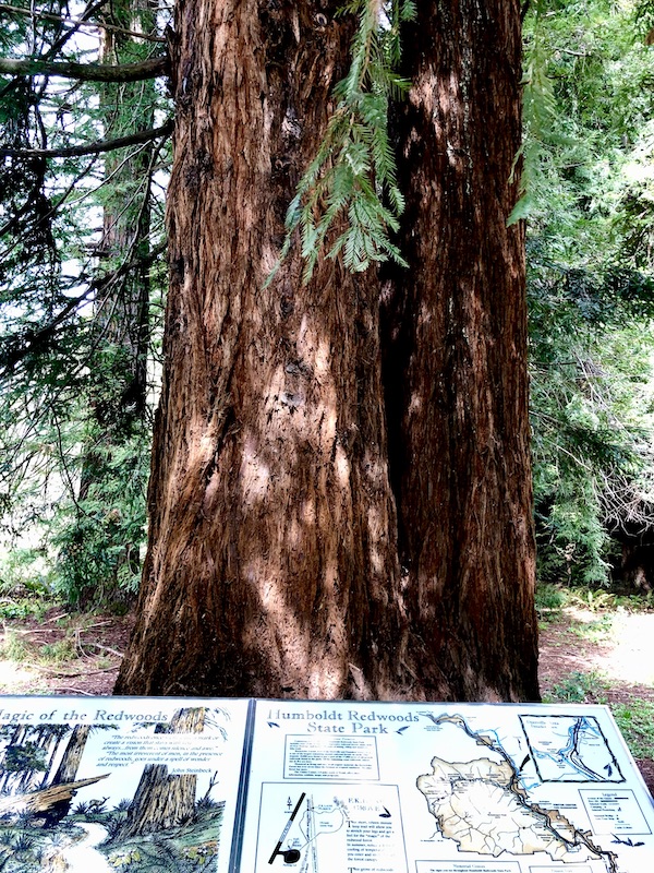 A redwood tree, forest and a sign on the California Northern Coast Part I