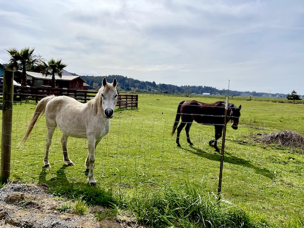A pair of horses, one black one beige in a corral on the California Northern Coast Part I