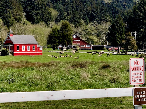 A big red barn, trees and pasture with lots of elk along the California Northern Coast Part II