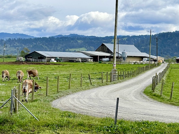 Barns, pasture, cows and a curved road along the California Northern Coast Part II