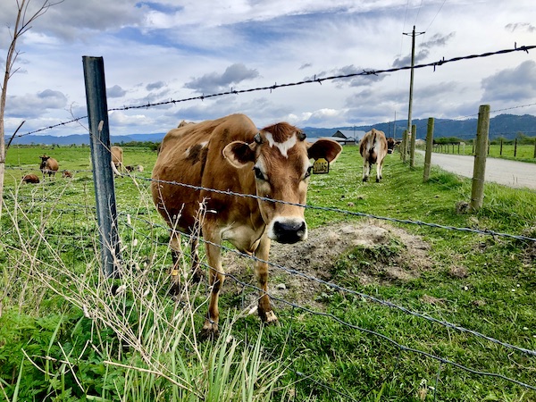 A brown dairy cow by a wire fence in a pasture along the California Northern Coast Part II