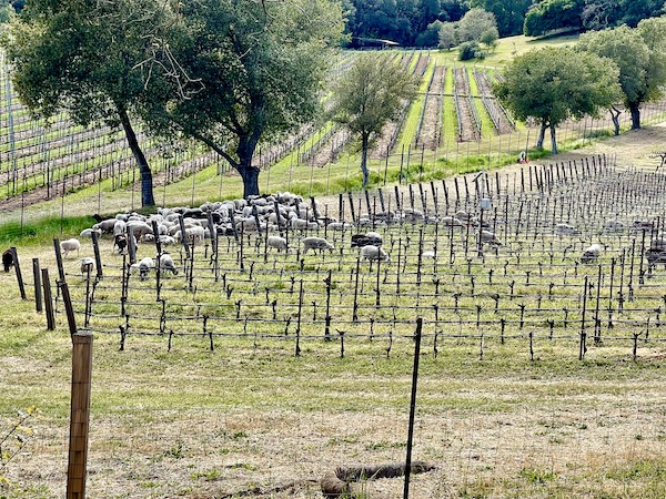 Rows of grapevines, trees and sheep on our Napa Valley Winery Tour