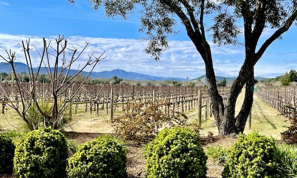 Bushes and trees in the foreground, mountains and grape vines beyond on our Napa Valley Winery Tour