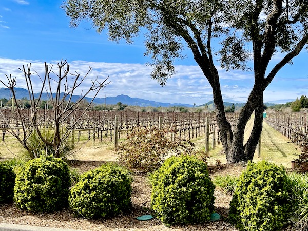 Bushes and trees in the foreground, mountains and grape vines beyond on our Napa Valley Winery Tour