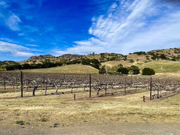 Rows of grapevines and green rolling hills with trees on our Napa Valley Winery Tour