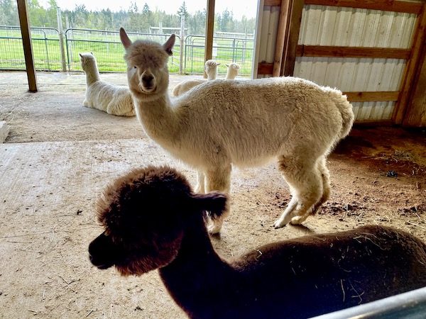 A few alpacas of different colors in a barn are the Alpacas at Marquam Hill Ranch