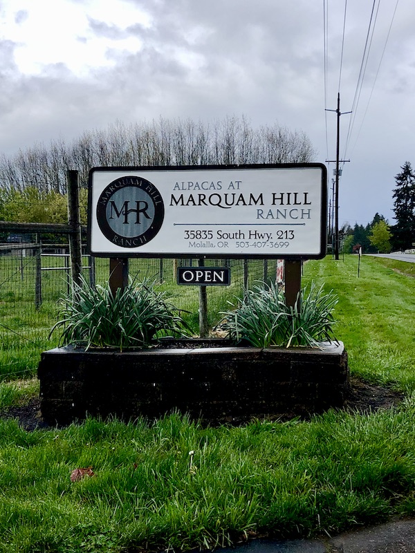 A white and brown sign in a flower box on a lawn welcomes you to Alpacas at Marquam Hill Ranch