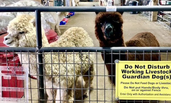 A chocolate brown and an off white alpaca waiting at the barn gate for more food at Alpacas at Marquam Hill Ranch