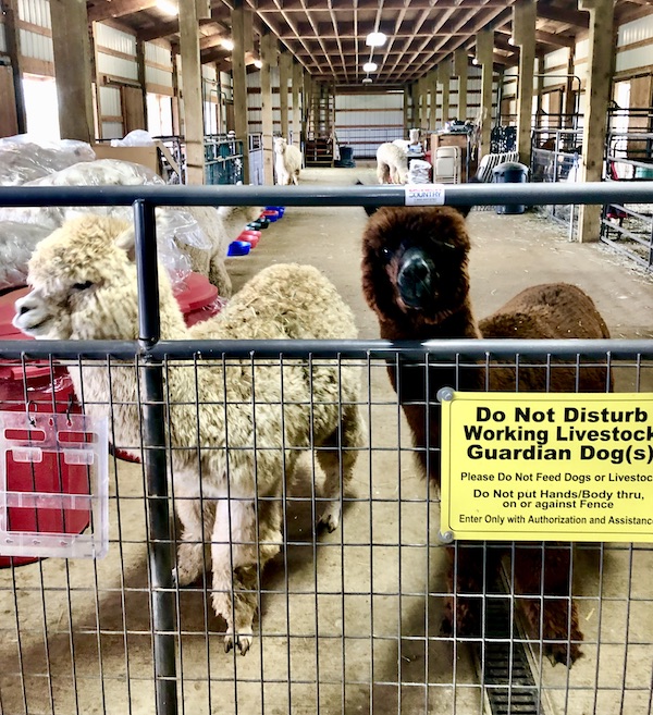 A chocolate brown and an off white alpaca waiting at the barn gate for more food at Alpacas at Marquam Hill Ranch