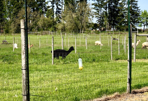 Several alpacas of different colors grazing on grass in front of the woods at Alpacas at Marquam Hill Ranch