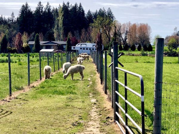 Alpacas at Marquam Hill Ranch grazing on grass between fences. Trees, house and RV in the background