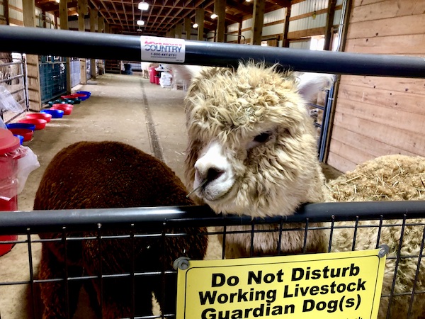 A fluffy ivory colored alpaca with its head above a black gate at Alpacas at Marquam Hill Ranch