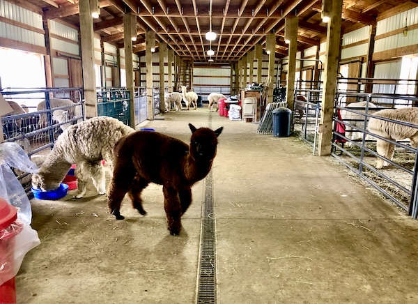 At Alpacas at Marquam Hill Ranch, alpacas of every color are enjoying lunch in the barn.