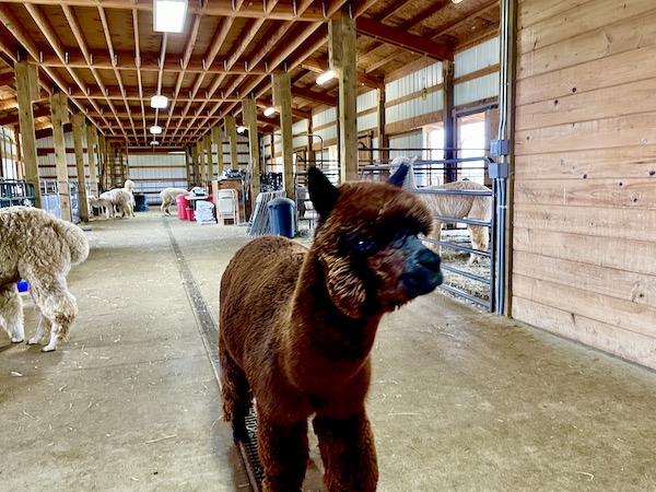 A beautiful chocolate brown alpaca in the barn at Alpacas at Marquam Hill Ranch