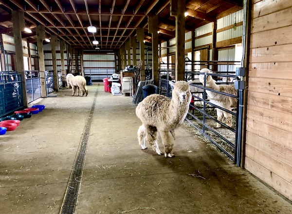 Several alpacas in a barn at Alpacas at Marquam Hill Ranch