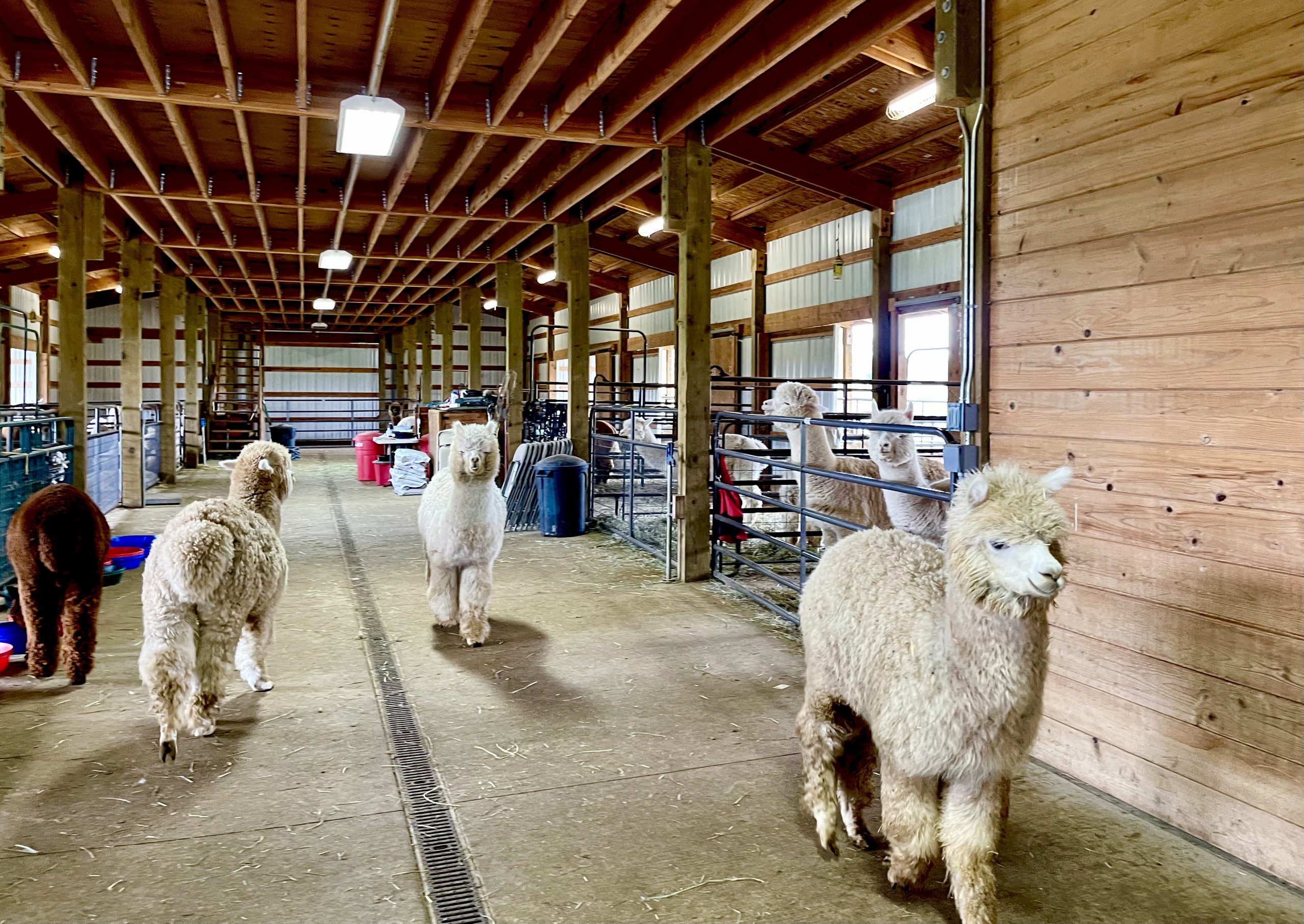 Alpacas in a barn coming toward us at Alpacas at Marquam Hill Ranch