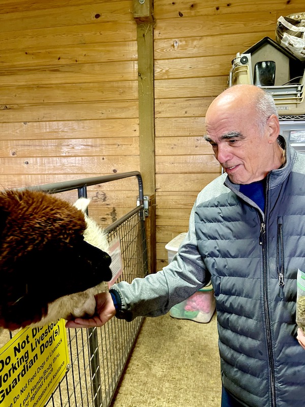 A man in a gray jacket feeding Alpacas at Marquam Hill Ranch