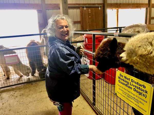 A chocolate colored alpaca eating out of a silver haired woman's hand in the barn at Alpacas at Marquam Hill Ranch