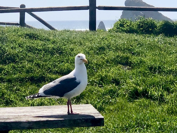 Seagull standing on a wood board, grass, rocks and ocean in Brookings Oregon Revisited