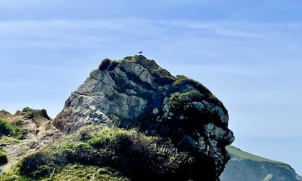 A large boulder at the ocean's edge with grasses and a bird on it in Brookings Oregon Revisited