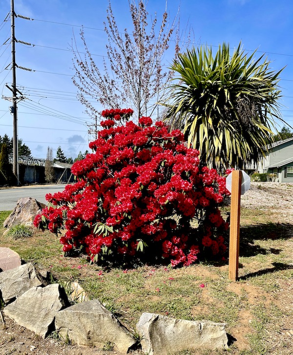A huge red flowering azalea bush, dirt, grass, rock boarder and sky in Brookings Oregon Revisited