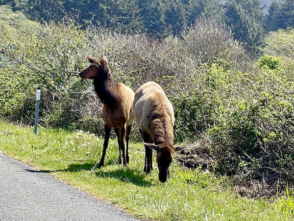 Two female elk on the grass by a highway in Crescent City California
