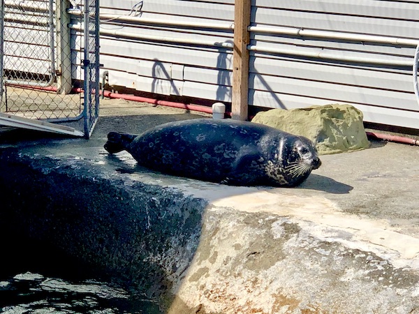 A seal lying on the concrete by its habitat at the aquarium in Crescent City California