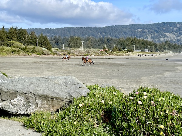 Beach, plants with yellow flowers, mountains and people on horseback in Crescent City California
