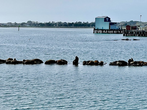 A line of seals floating in the ocean in Crescent City California harbor