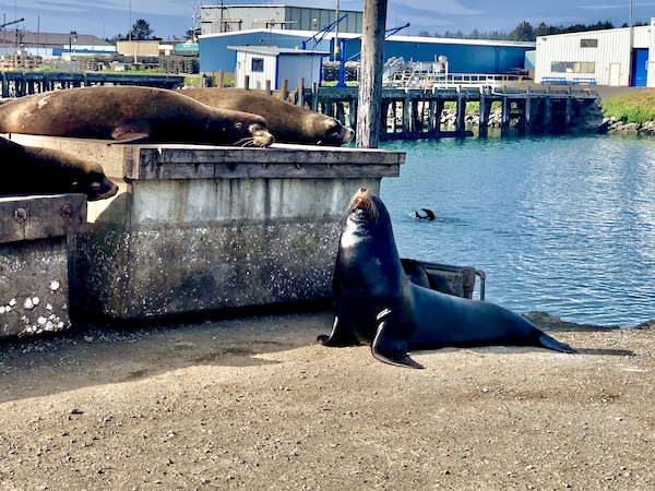 A seal with its head in the air appears to be singing in Crescent City California
