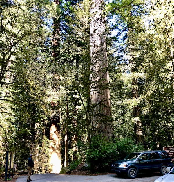 A grove of very tall redwood trees, a blue car and partial view of a brown sign at Jedediah Smith Redwoods Park