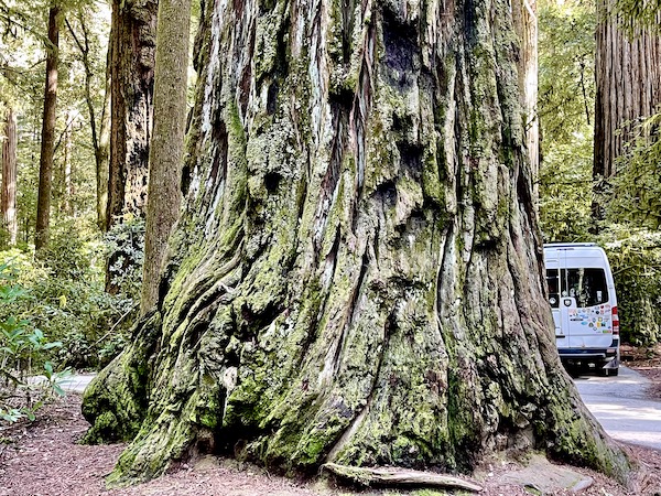 Base portion of a craggy tree trunk with fuzzy green moss growing on it at Jedediah Smith Redwoods Park