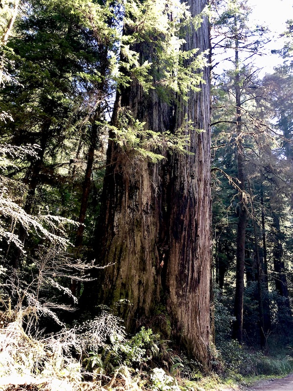 Enormous redwood trees in a forest at Jedediah Smith Redwoods Park