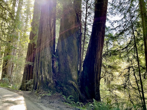 A cluster of redwood trees in a forest at Jedediah Smith Redwoods Park